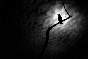 night-bird